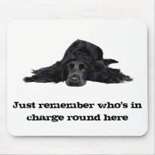 CockerspanielSpaniel Musmatta