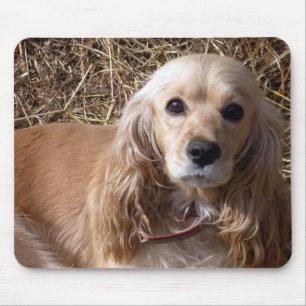 CockerspanielSpaniel Musmatta