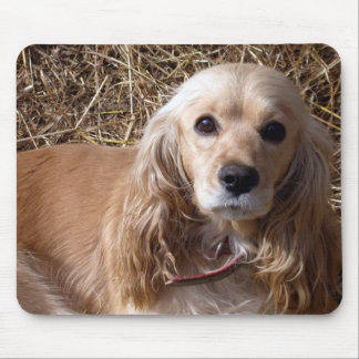 CockerspanielSpaniel Musmatta