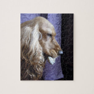 CockerspanielSpaniel Pussel