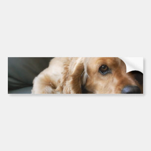 CockerspanielSpanielbildekal Bildekal