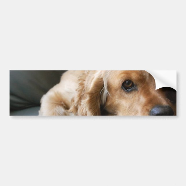 CockerspanielSpanielbildekal Bildekal (Framsidan)