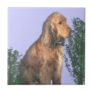 CockerspanielSpanielhund älskare Kakelplatta