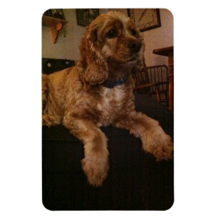 CockerspanielSpanielmagnet Magnet