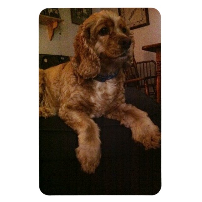 CockerspanielSpanielmagnet Magnet (Vertikal)