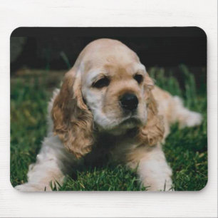 cockerspanielspanielmusen vadderar musmatta