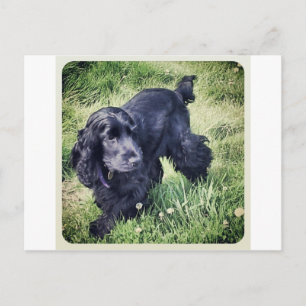 CockerspanielSpanielvalp Vykort