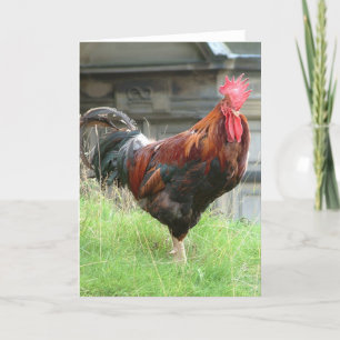 Cockrel Kort