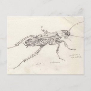 Cockroach Desiree Vykort