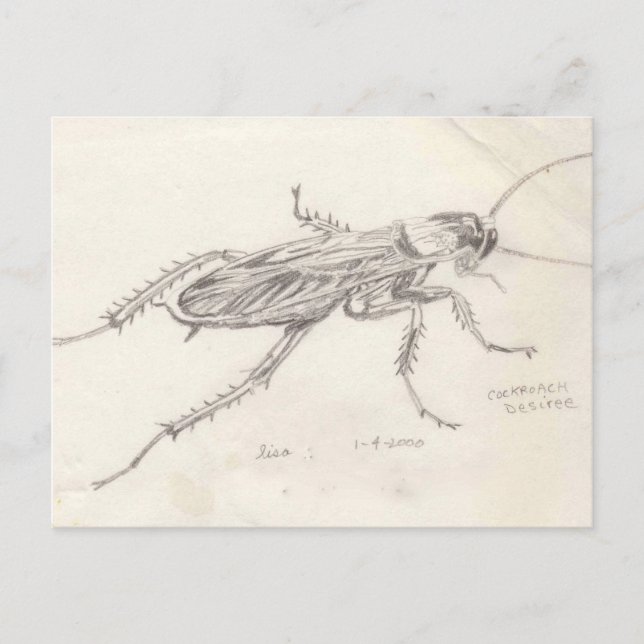 Cockroach Desiree Vykort (Framsida)