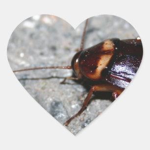 Cockroach! Hjärtformat Klistermärke