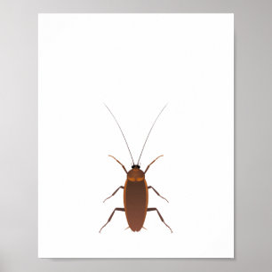 Cockroach Insekt Poster