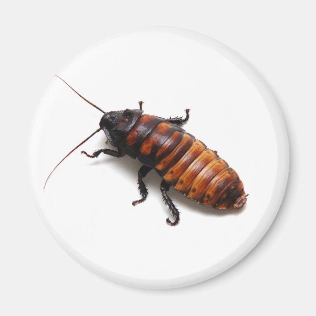 Cockroach Magnet (Framsidan)