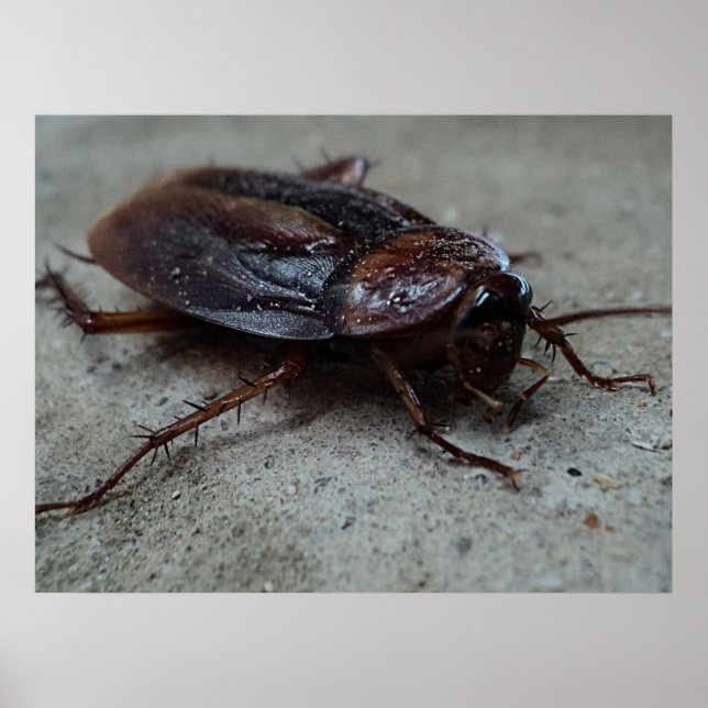 Cockroach Poster (Framsidan)