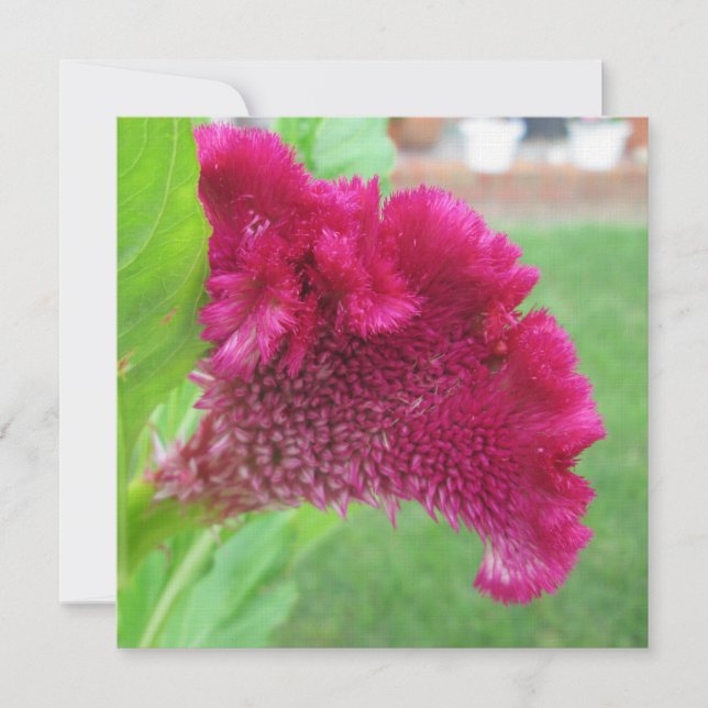 Cockscomb Celosia Red Flower Inbjudningar (Framsida)