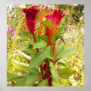 COCKSCOMB FLOWER POSTER
