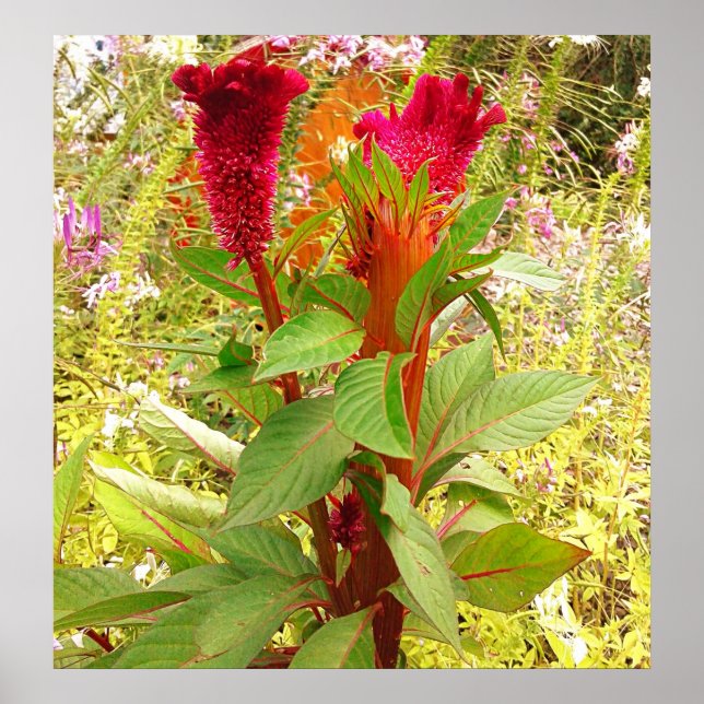 COCKSCOMB FLOWER POSTER (Framsidan)