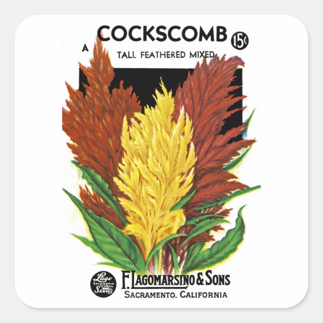 Cockscomb Fyrkantigt Klistermärke (Framsida)