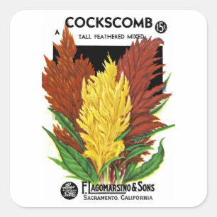 Cockscomb Fyrkantigt Klistermärke