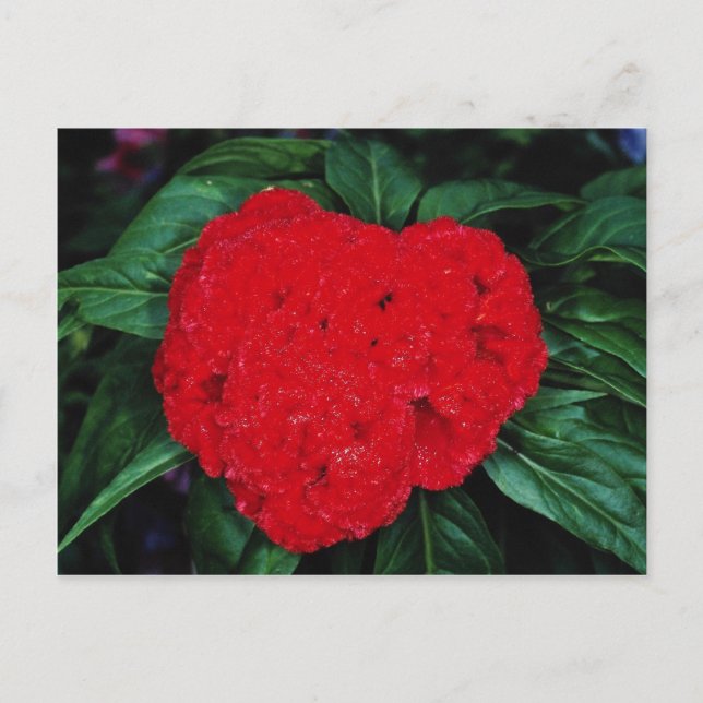 Cockscomb, Öster indies Vykort (Framsida)