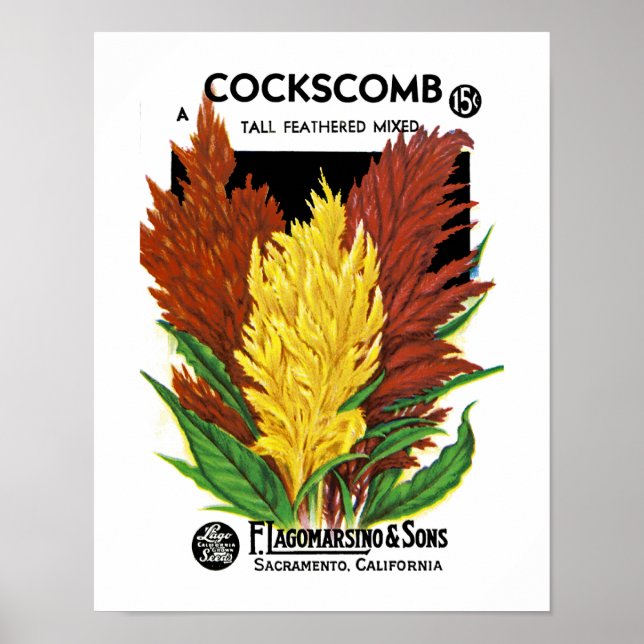 Cockscomb Poster (Framsidan)