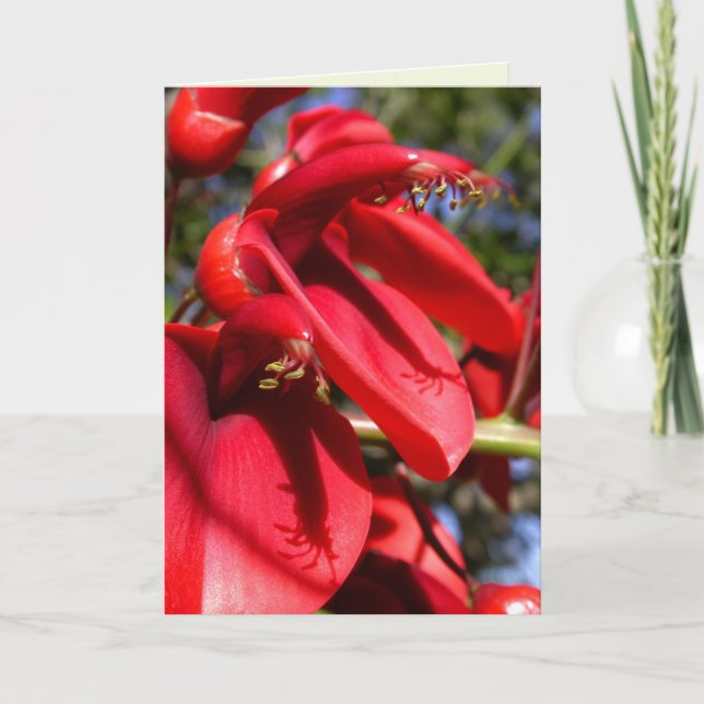 Cockspur Coral Träd Kort (Framsida)