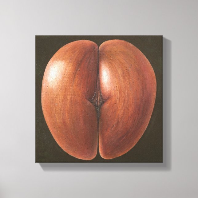 Coco de Mer Maldives 2012 Canvastryck (Framsida)