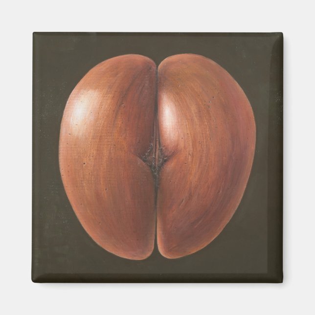 Coco de Mer Maldives 2012 Magnet (Framsidan)