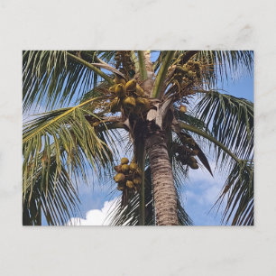 COCO HANDFLATAN POSTCARD VYKORT