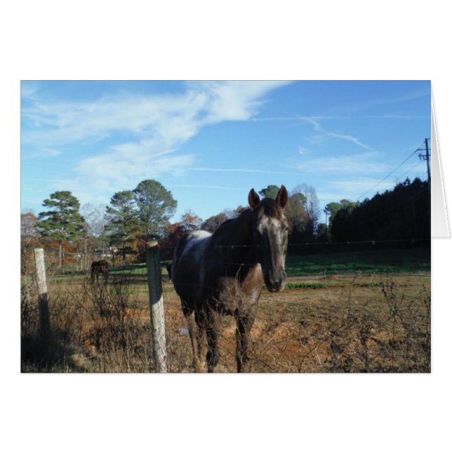 Coco och Cream-bruna hästar Hälsningskort (Framsidan Horizontal)