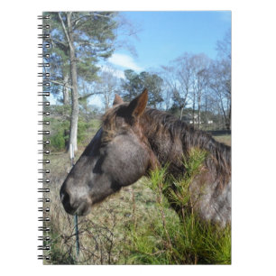 Coco och Cream Färgad Horse Anteckningsbok Med Spiral