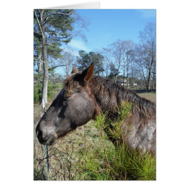 Coco och Cream Färgad Horse Hälsningskort (Framsidan)