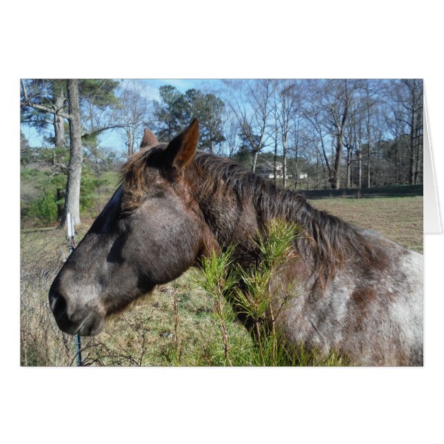 Coco och Cream Färgad Horse Hälsningskort (Framsidan Horizontal)