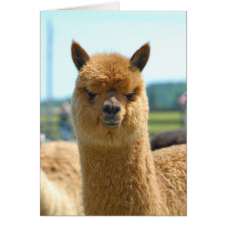 Cocoa Brown OBS Kort