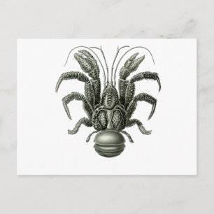 Coconut Crab Vykort