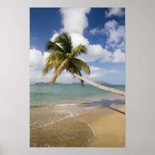 Coconut Grove Beach vid Cades Bay, med St. Poster