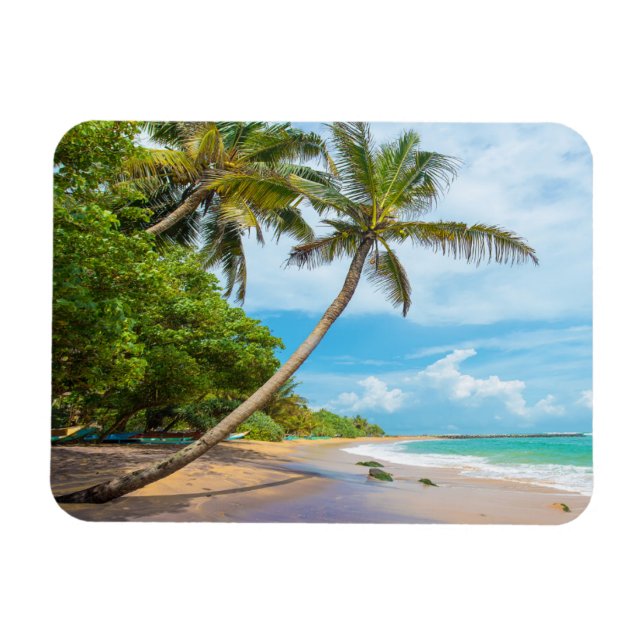 Coconut Handflatan, Mirissa Beach | Sri Lanka Magnet (Horisontell)