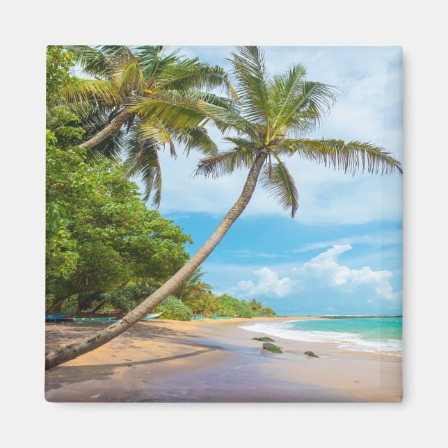 Coconut Handflatan, Mirissa Beach | Sri Lanka Magnet (Framsidan)