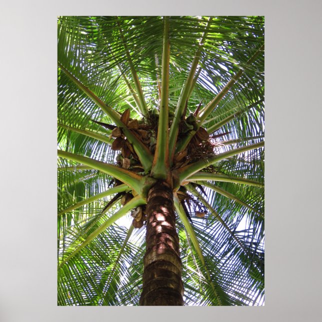 Coconut Handflatan Poster (Framsidan)