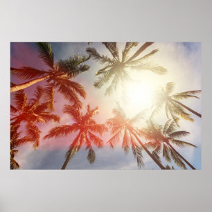 Coconut Handflatan Träd mot Sol Poster