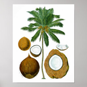 Coconut Träd botaniskt tryck #1 Tropical Art Decor
