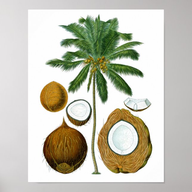Coconut Träd botaniskt tryck #1 Tropical Art Decor (Framsidan)