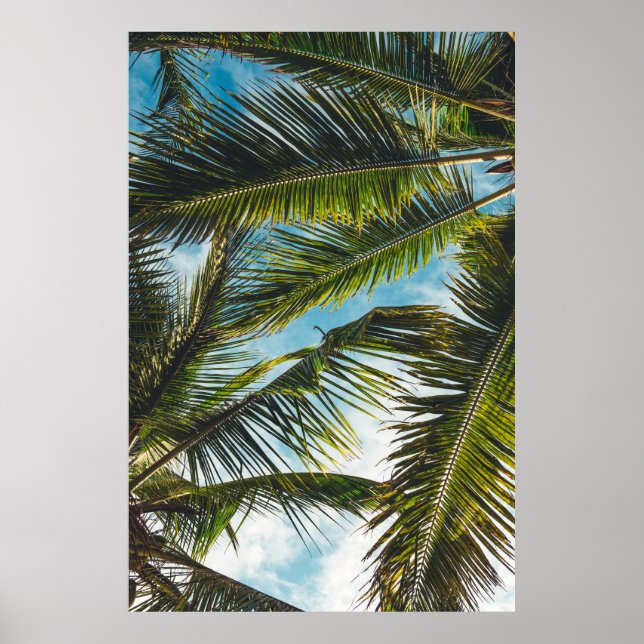 Coconut träd löv under blå himmel på morgonen poster (Framsidan)