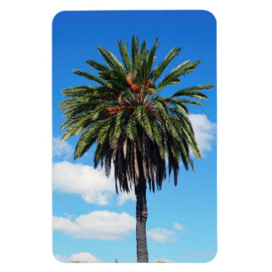 Coconut Träd Photo Magnet