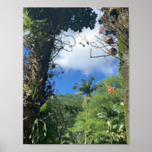 Coconut Träd Poster