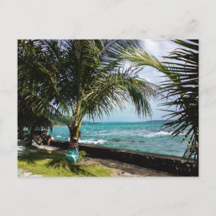 Coconut Träd Rocky Kusten Pacific Beach Vinkara Vykort