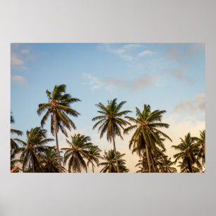 Coconut träd under grumlig himlar på morgonen poster