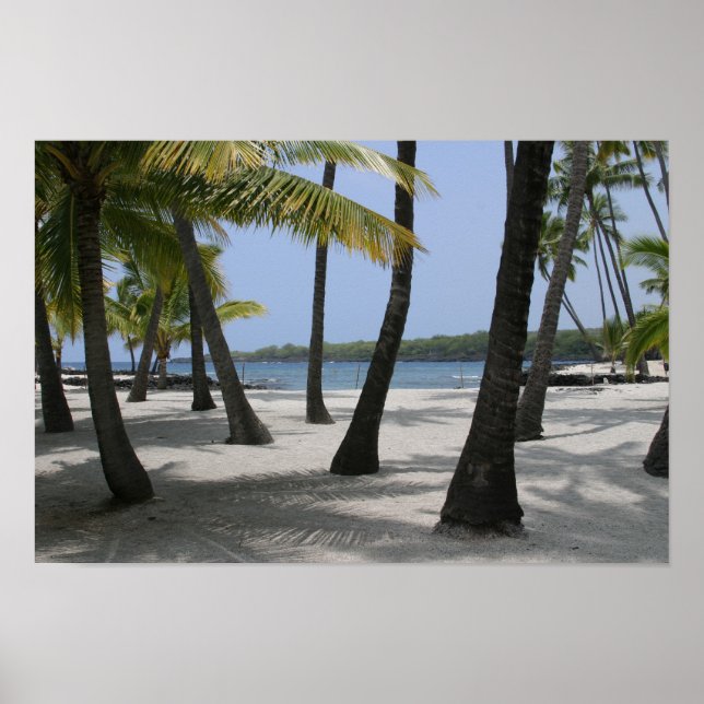 Coconut Träd vid Ställe of Refuge, Hawaii - Skriv  Poster (Framsidan)