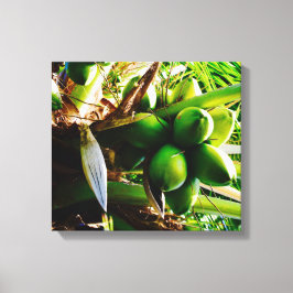 Coconuts ~ Canvas Art ~ Trinidad