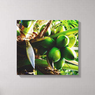 Coconuts ~ Canvas Art ~ Trinidad